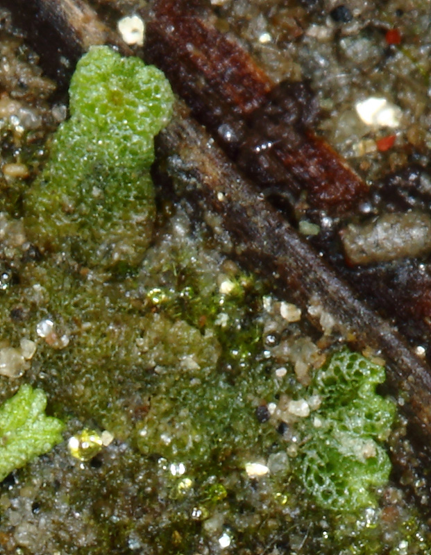 Riccia cavernosa